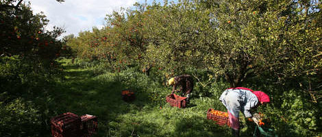 Francuski mediji: Šta sa migrantima i šta bez njih?