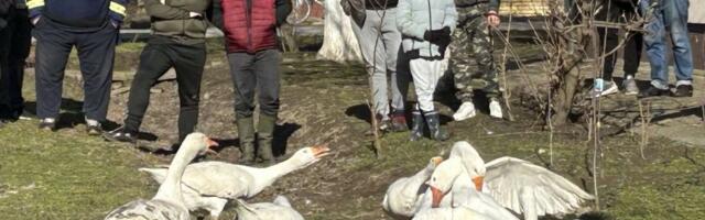 Leti perje na sve strane: Potukli se na sred ulice a ostali samo gledaju (VIDEO)