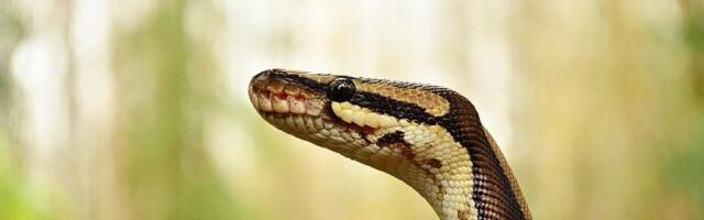 Studija: Krv pitona možda krije lek protiv gojaznosti