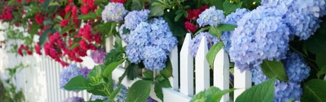 OVO CVEĆE CVETA KAO LUDO AKO OVO ZNATE! Najveća greška koju svi prave može da uništi biljku: Ponovo su popularne, a pravo je vreme za sadnju!