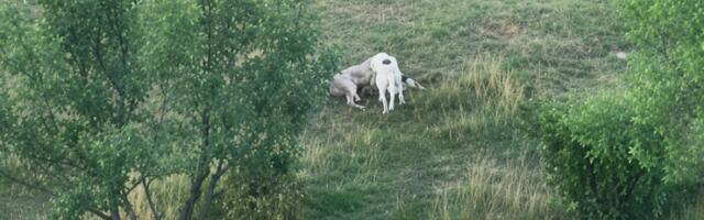 UŽAS U NOVOM PAZARU! Čopor lutalica upao u tor i zaklao jagnje - LJUDI U OPŠTOJ PANICI, NE SMEJU GLAVU DA PROVORE IZ KUĆA