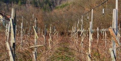 „Dunav osiguranje“: Poljoprivrednici zadovoljni naknadom štete u Prijepolju