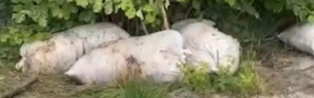 Na Golaću bačene utrobe kurbana: Zaraza prijeti cijelom kraju