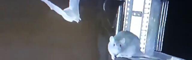 Krvožedni pacovi razvili novu TAKTIKU ZA LOV, naučnici zapanjeni: Ovo je potencijalna PRETNJA i za ljude