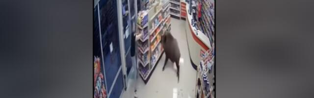 Дивља свиња ушетала у супермаркет