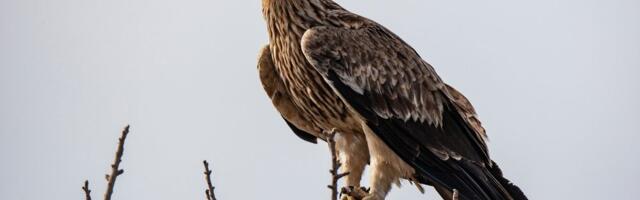 Naš orao krstaš Feliks zatočen u Siriji: Društvo za zaštitu i proučavanje ptica poziva građane da mu se pomogne