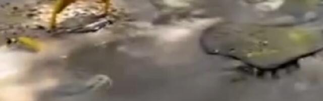 Potop u Sinđelićevoj, pukla cev (VIDEO)