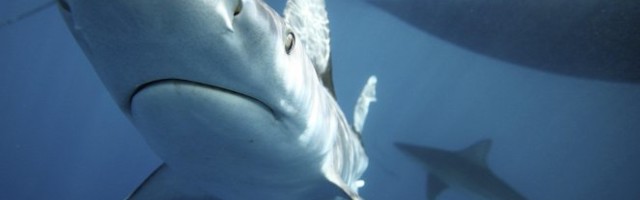 DEČAKU AJKULA ODGRIZLA RUKU!, A VODIČU NOGU! Užas u jednom od omiljenih letovališta Srba!