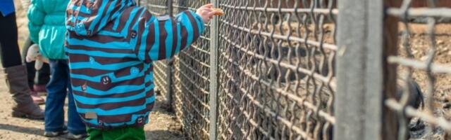 DETE POVREĐENO U ZOOLOŠKOM VRTU! MALIŠAN PROVUKAO RUKU KROZ REŠETKE, A ONDA JE VUK SKOČIO! Samo sekunda nepažnje delila od nezapamćene tragedije!