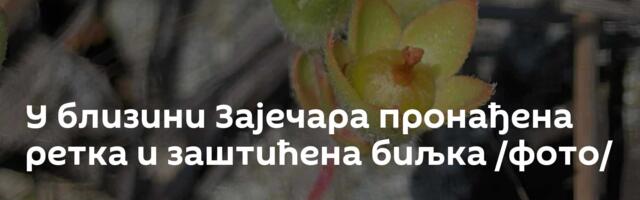 У близини Зајечара пронађена ретка и заштићена биљка /фото/
