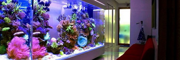 Top 5 zabluda o akvarijumima