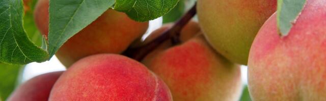 Ministarka upozorena, Srbija postaje „deponija“ za hemikalije zabranjene u EU