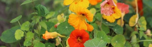 Omiljeni prolećni CVET tera gusenice, biljne vaši, ali i miševe (FOTO)