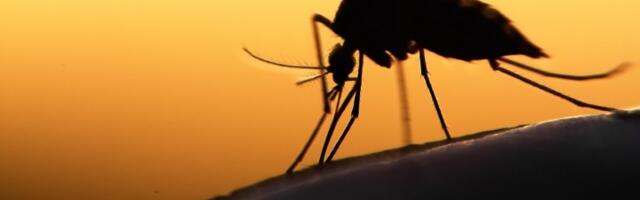 OPASAN VIRUS otkriven kod komaraca u Srbiji