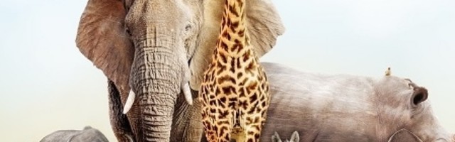 Empatija kod životinja je češća nego što ste to, možda , znali