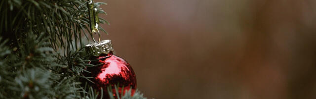 Обућински: Куповином јелки са бусеном утиче се на заштиту животне средине