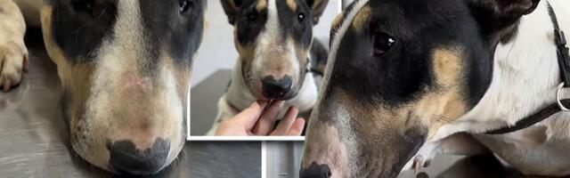 Šokantan razlog zbog kog je Hera izbačena iz doma: "Nije više lepa, ne treba nam takva"