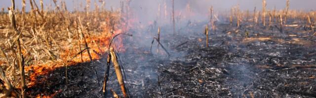 Snimak požara u Novom Sadu: Na licu mesta i vatrogasci i dobrovoljci