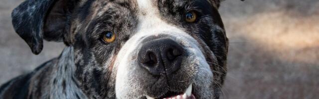 Alapaški buldog vredi kao suvo zlato ako ima OČI BOJE STAKLA: Ne podnosi strance, ali obožava decu