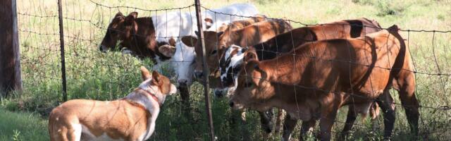 Penali za uznemiravanje stoke: Paprene kazne, uzimanje otisaka šapa, predviđen i PRITVOR ZA PSE