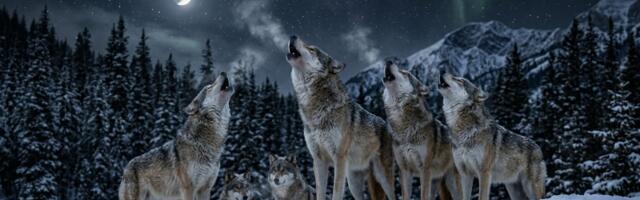 Kako vukovi razgovaraju na daljinu: Poruka koja putuje 8 kilometara