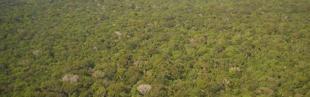 Usporava se nestajanje prašuma