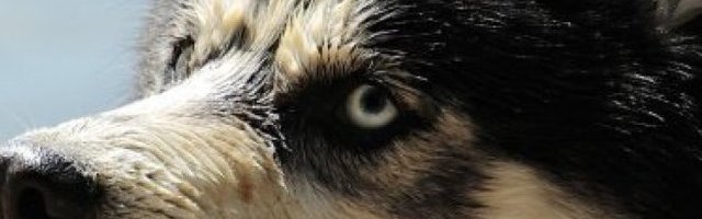 TO JE MOJ GAZDA! Ne da ono što je njegovo, pa ni svom nasledniku! (Video)