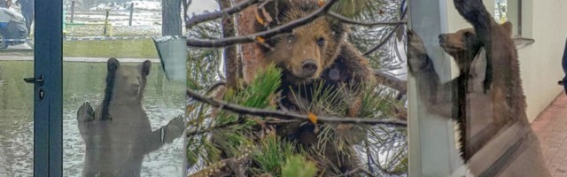 Zbog ubijene medvjedice traži se moratorijum na lov u Crnoj Gori