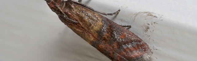 Moljci u kuhinji - efikasan način da se rešite opasnih i dosadnih štetočina