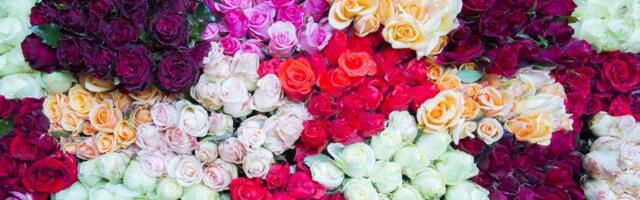 Besplatan trik ubrzaće raskošno cvetanje ruža tokom cele sezone