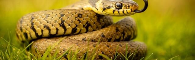 Ova 4 mirisa privlače zmije u vaše dvorište, rešite ih se odmah!