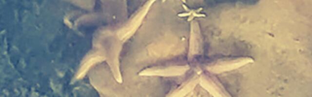 Подводни организми у остацима бомби из Другог светског рата