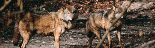 Krvoločne zveri opsedaju omiljeno srpsko letovalište: Čopori lutaju širom područja...