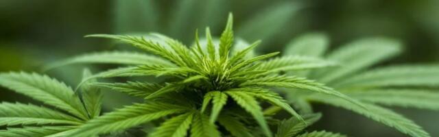 Od Skoplja do Kruševca - ko su firme i osobe povezane sa uzgojem marihuane