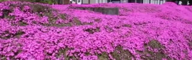 VIDEO: Dve godine sadio hiljade cvetova da usreći slepu suprugu