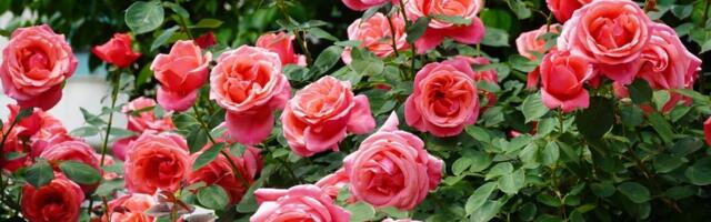 Sadnja ruža u proleće: Evo kako da vam lepo cvetaju i budu raskošne tokom cele sezone