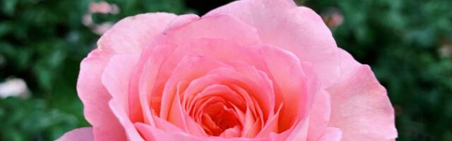 Orezivanje ruža u martu: 5 zlatnih pravila za bujno cvetanje i greška koju skoro svi prave