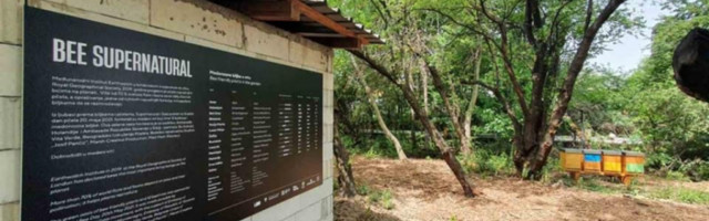 OVO SE NE PROPUŠTA: Velika prezentacija dorćolskog meda, BIĆE I DEGUSTACIJA!