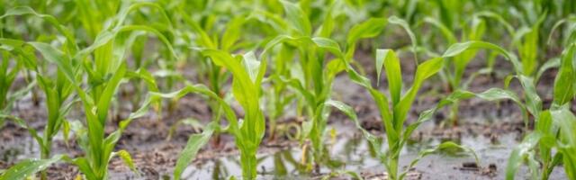 UTICAJ KLIMATSKIH PROMENA NA POLJOPRIVREDU: Globalno zagrevanje menja navike i raspored setvene kulture!