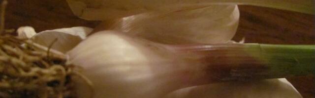 Zašto je beli luk superhrana – uprkos neprijatnom mirisu?“