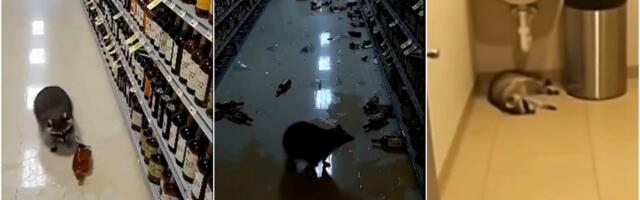 Rakun upao u prodavnicu pića pa se onesvestio od alkohola - sada je isplivao još jedan šok! (VIDEO)