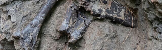 Neverovatno otkriće ogromnog broja fosila dinosaurusa u Transilvaniji