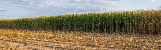 Ministarstvo poljoprivrede: Vlada Srbije usvojila uredbu o raspodeli podsticaja u poljoprivredi i ruralnom razvoju