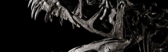 Prvi put prikazano kako je izgledao krokodil "ubica dinosaurusa": Bio je dugačak kao autobus!