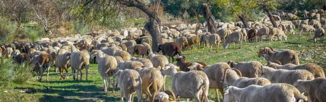 GROM UBIO STADO OVACA KOD ZVORNIKA! Komšije se organizuju da pomognu nesrećnom domaćinu, a možete i vi