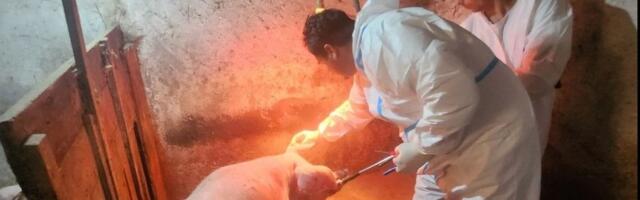 Pošast drže pod kontrolom! Epidemija hara Srbijom, ali na području ovog grada nema nijedan slučaj