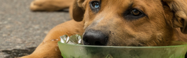 Verni pas Bončuk je čekao nedelju dana ispred bonice u Turskoj, sve dok mu vlasnik nije otpušten sa lečenja