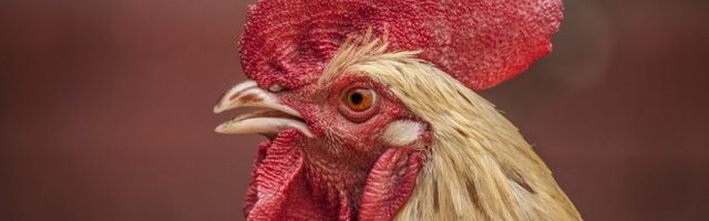 MARŠ IZ MOG KOKOŠINJCA! Ovde nema mesta uljezima! (Video)