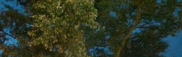 Dren za dobro zdravlje, jabuka simbol ljubavi i prijateljstva