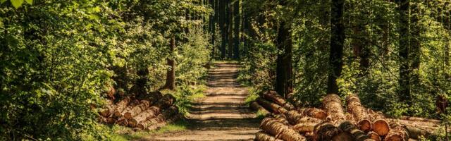 Bugarin proglašen mrtvim pronađen živ posle više od 10 godina: Čuvao ovce, zatim lutao šumama